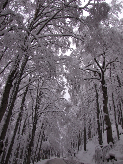 merletti di neve